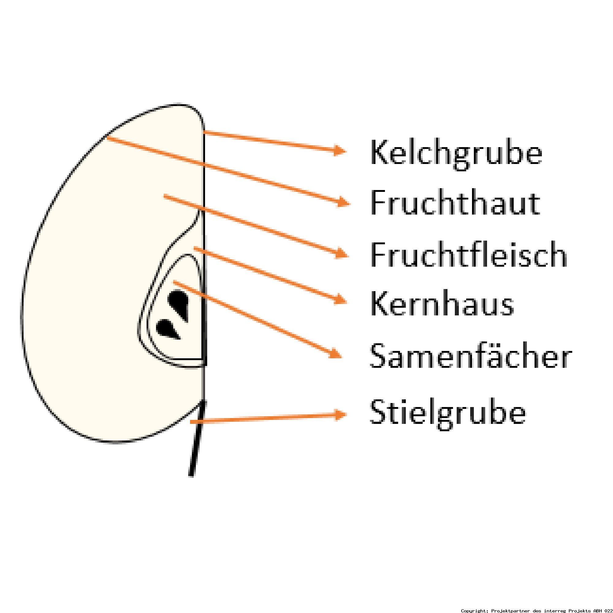 Aufbau der Frucht